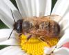 Osmia bicornis